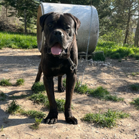Cane corso