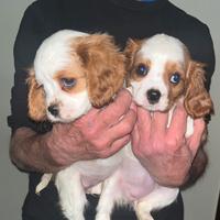 Cavalier king