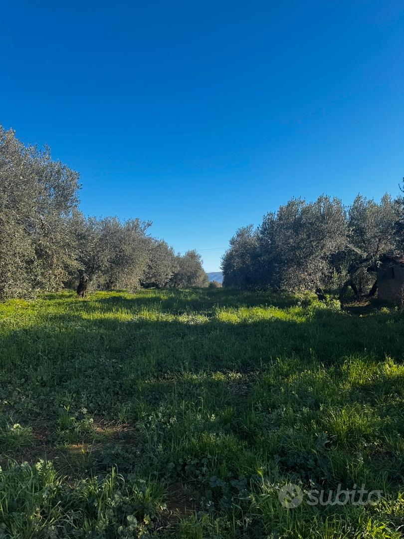 Terreno agricolo 15000 mt - Ansicht 6