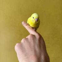 Cocorita allevata a mano