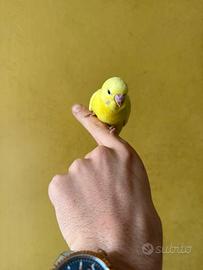 Cocorita allevata a mano