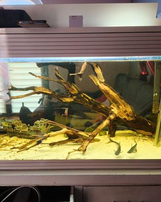 Acquario