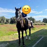 Cavalla per passeggiate