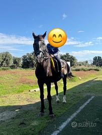 Cavalla per passeggiate