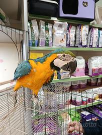 Pappagallo ara arauna cucciolo