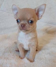 Cuccioli chihuahua
