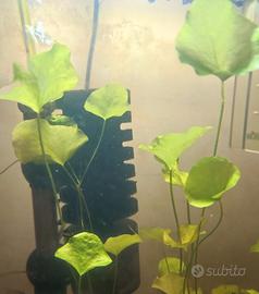 Nymphoides hydrophylla