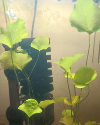 Nymphoides hydrophylla