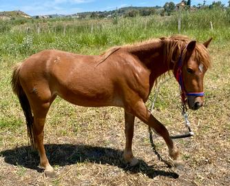 Haflinger da capriccio
