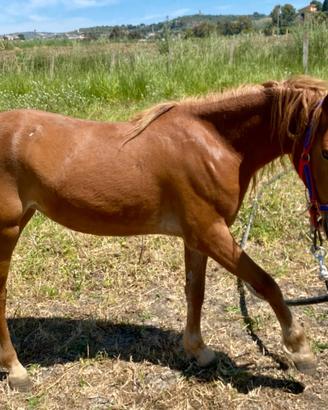 Haflinger da capriccio