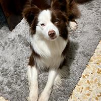 Border collie maschio per monta