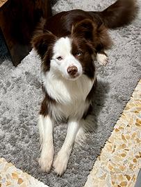 Border collie maschio per monta
