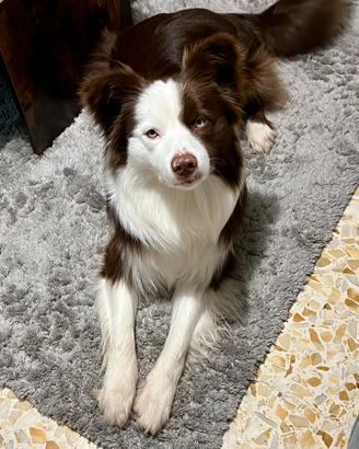 Border collie maschio per monta