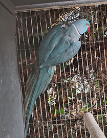 Coppia collari M Blu F albina 2021