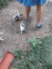 Cuccioli di jack russell
