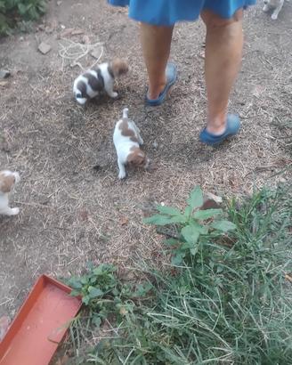 Cuccioli di jack russell