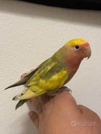 Inseparabili allevate a mano