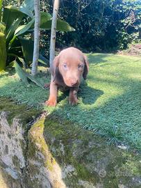 Bassotti Nani cuccioli