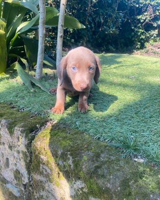 Bassotti Nani cuccioli