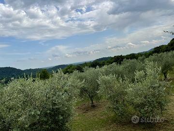 Oliveto in località Coltura (Polcenigo)