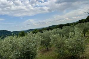 Oliveto in località Coltura (Polcenigo)