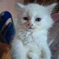 Gattini Ragdoll/persiano