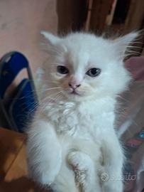 Gattini Ragdoll/persiano