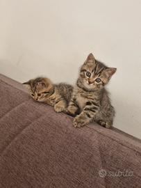 British shorthair