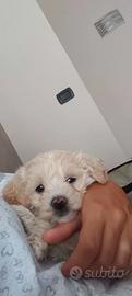 1maschio di maltipoo 