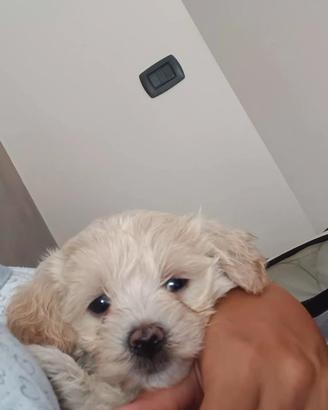 1maschio di maltipoo 