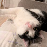 Mau micione timido buono e bello