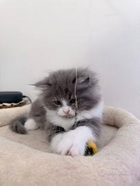 Gattino Persiano Bicolore Blue& White