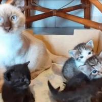 Gattini Mix