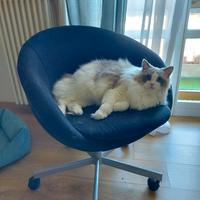 sedia ikea Skruvsta nera