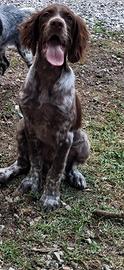 Setter inglese cucciolo