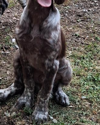 Setter inglese cucciolo