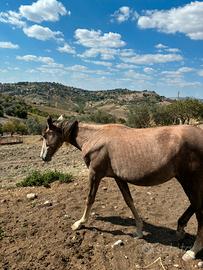 Puledra