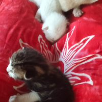 Amori