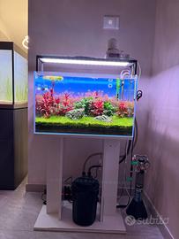Acquario tropicale Aqpet maturo di 1 anno e mezzo