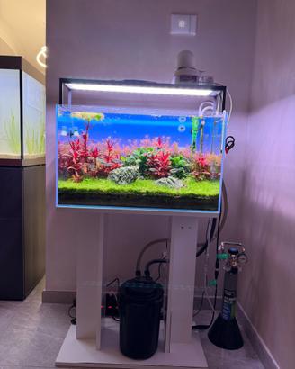 Acquario tropicale Aqpet maturo di 1 anno e mezzo