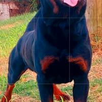 Disponibili cuccioli Rottweiler