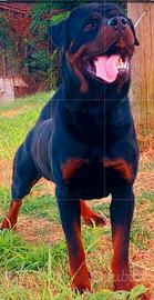 Disponibili cuccioli Rottweiler