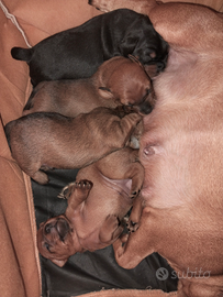 Pincher . Solamente persone serie