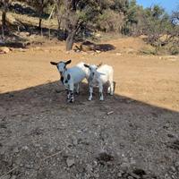 Caprette tibetane