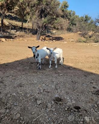 Caprette tibetane