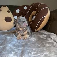Cuccioli di bulldog francese lilac tan