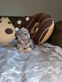 Cuccioli di bulldog francese lilac tan