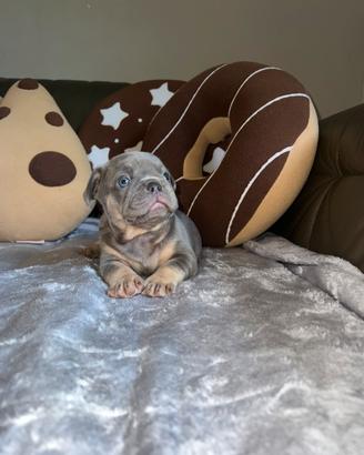 Cuccioli di bulldog francese lilac tan