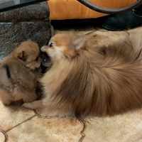 Volpini pomerania spliz toy