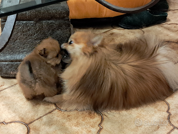 Volpini pomerania spliz toy